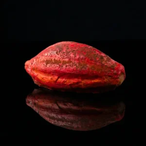 fava di cacao Arachide